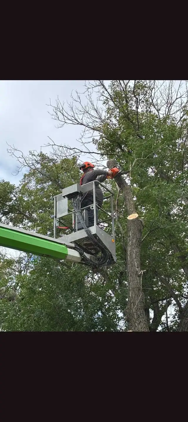 Tree removal services - Photo 4