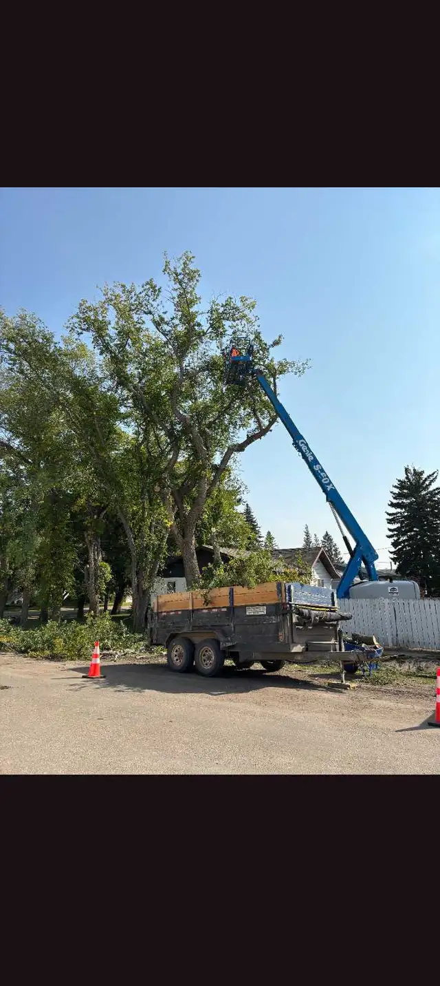 Tree removal services - Photo 5