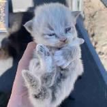 Tabby, Black, Tuxedo, & White Kittens