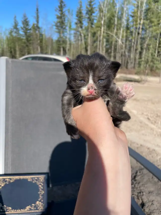 Tabby, Black, Tuxedo, & White Kittens - Photo 3