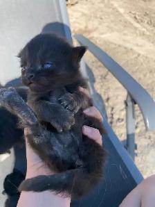 Tabby, Black, Tuxedo, & White Kittens - Photo 5