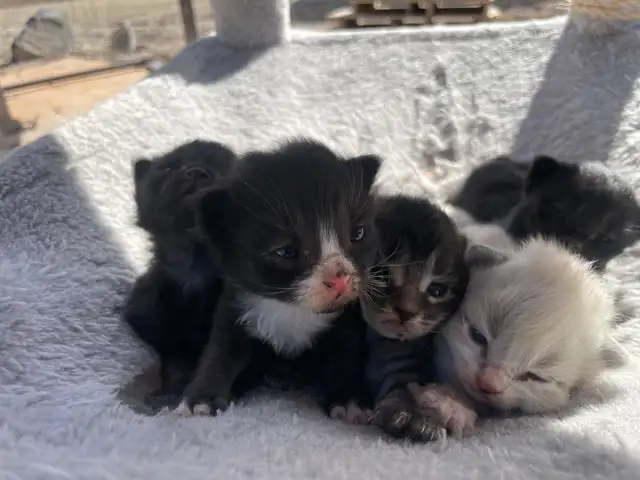 Tabby, Black, Tuxedo, & White Kittens - Photo 6