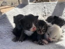 Tabby, Black, Tuxedo, & White Kittens - Photo 6