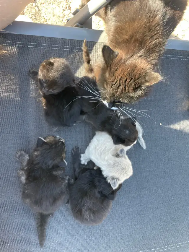 Tabby, Black, Tuxedo, & White Kittens - Photo 7