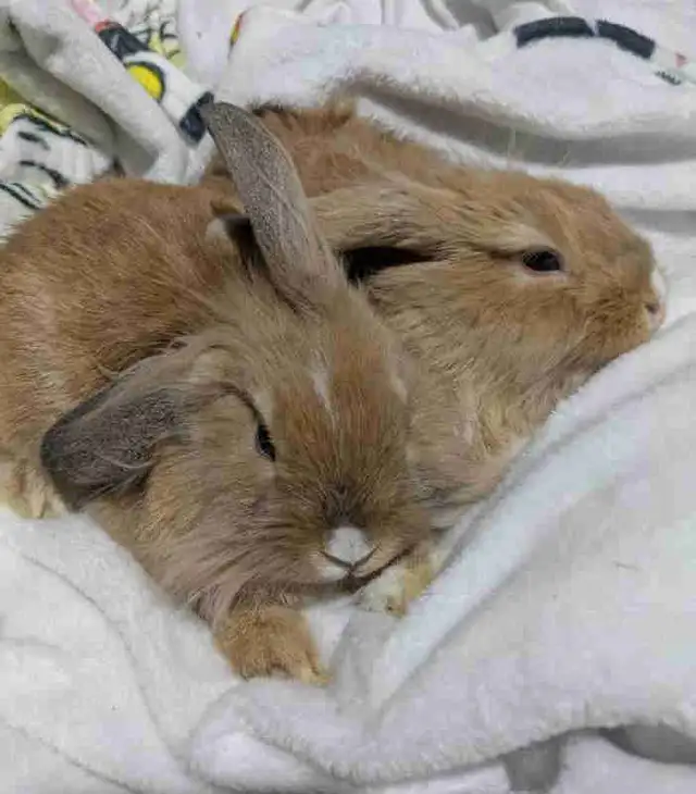 lapin bélier