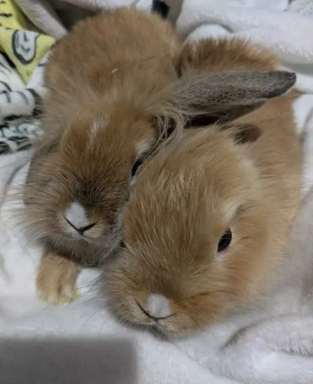 lapin bélier - Photo 2