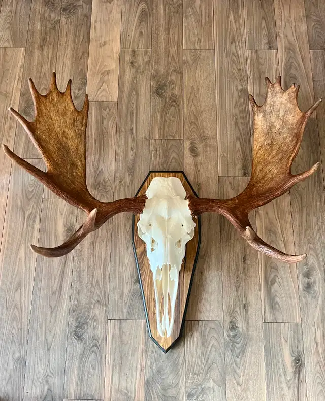 Moose and Deer Rack Mounting