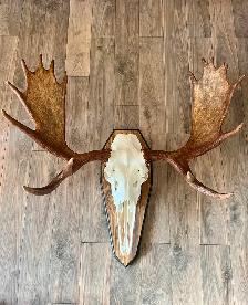 Moose and Deer Rack Mounting