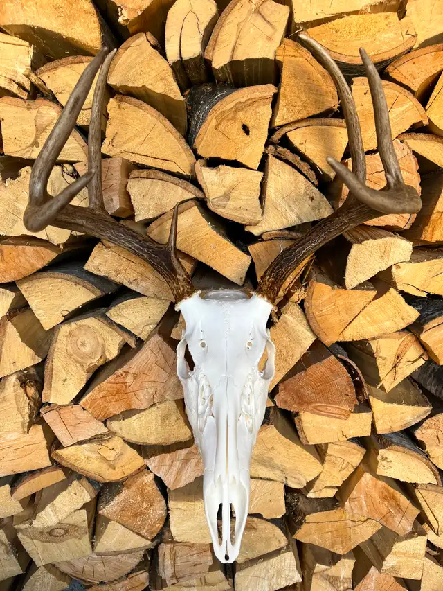Moose and Deer Rack Mounting - Photo 2