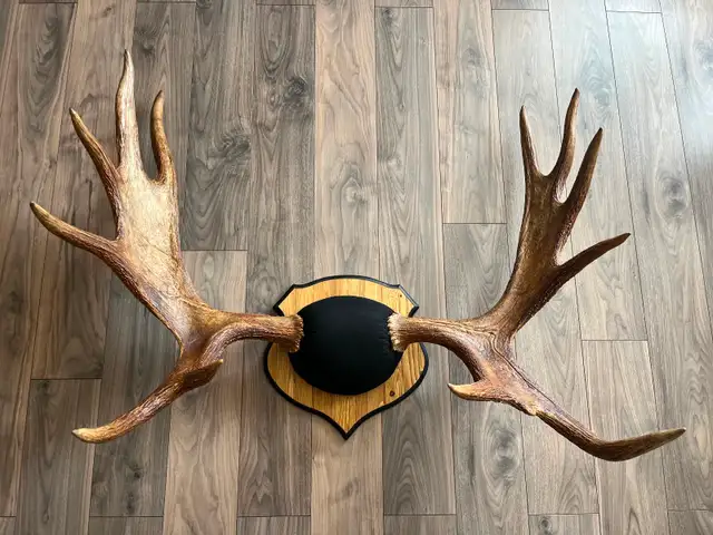 Moose and Deer Rack Mounting - Photo 3