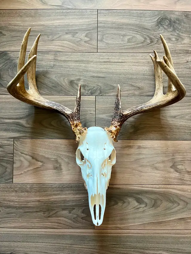Moose and Deer Rack Mounting - Photo 4