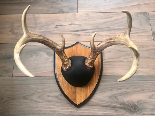 Moose and Deer Rack Mounting - Photo 6