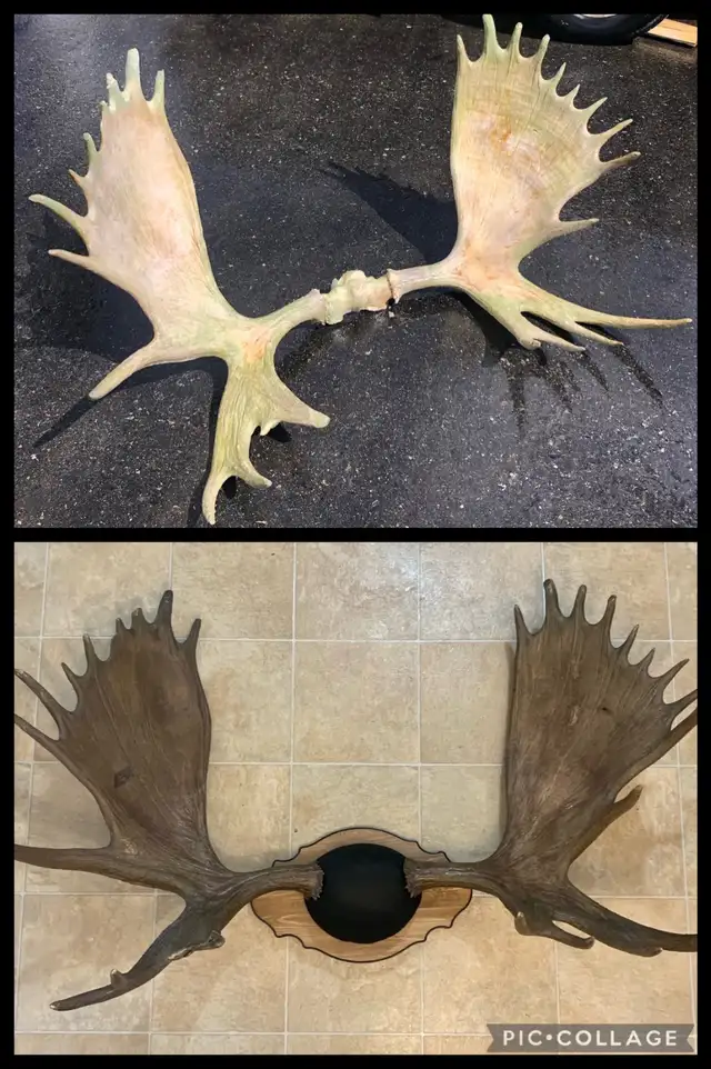 Moose and Deer Rack Mounting - Photo 8