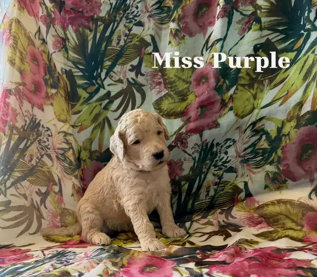 CKC REGISTERED STANDARD POODLES - Photo 2