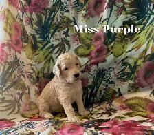CKC REGISTERED STANDARD POODLES - Photo 2