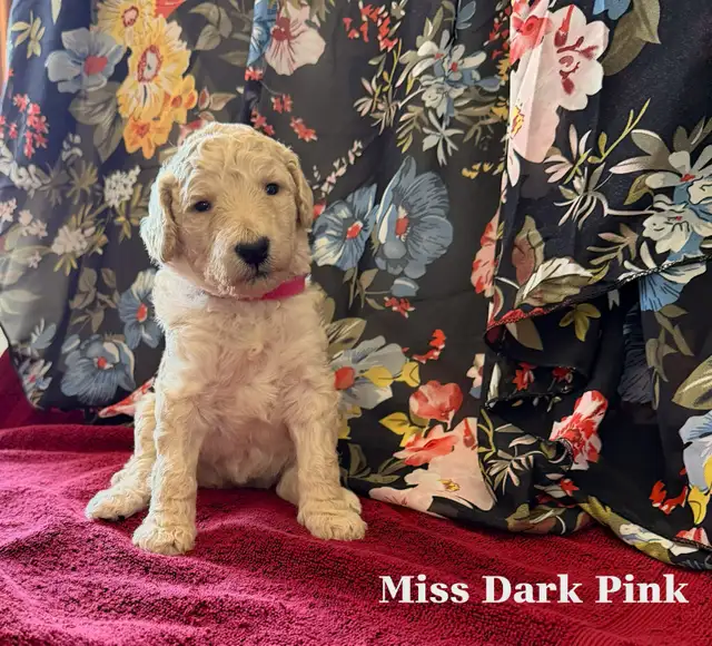 CKC REGISTERED STANDARD POODLES - Photo 3