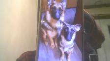 pets to rehome