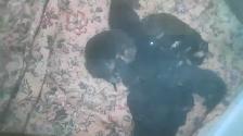 pets to rehome - Photo 2