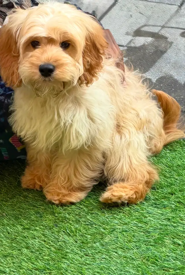 Male Apricot Cockapoo Puppy Looking for New Home!