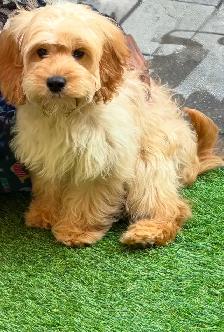 Male Apricot Cockapoo Puppy Looking for New Home!