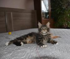MAINE COON KITTENS, PUREBRED - Photo 2