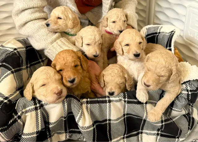 CKC REGISTERED STANDARD POODLES
