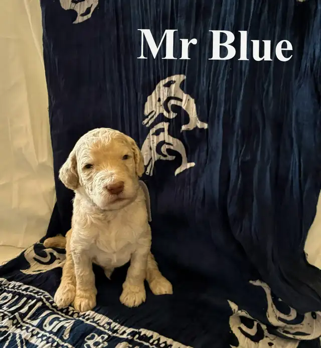 CKC REGISTERED STANDARD POODLES - Photo 6
