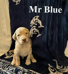 CKC REGISTERED STANDARD POODLES - Photo 6
