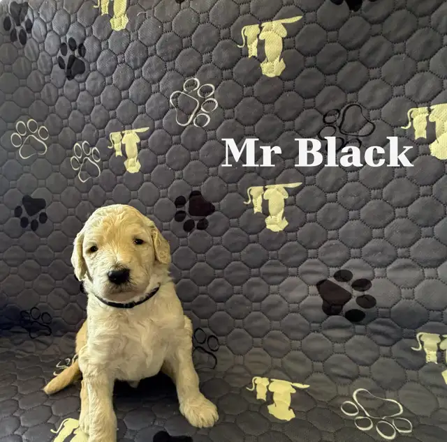 CKC REGISTERED STANDARD POODLES - Photo 9