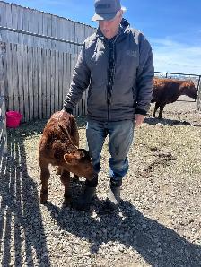 100 lb. Red Angus Bull 3-day-old