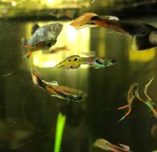 poisson d’aquarium guppy, party,  écrevisse, escargot et plant