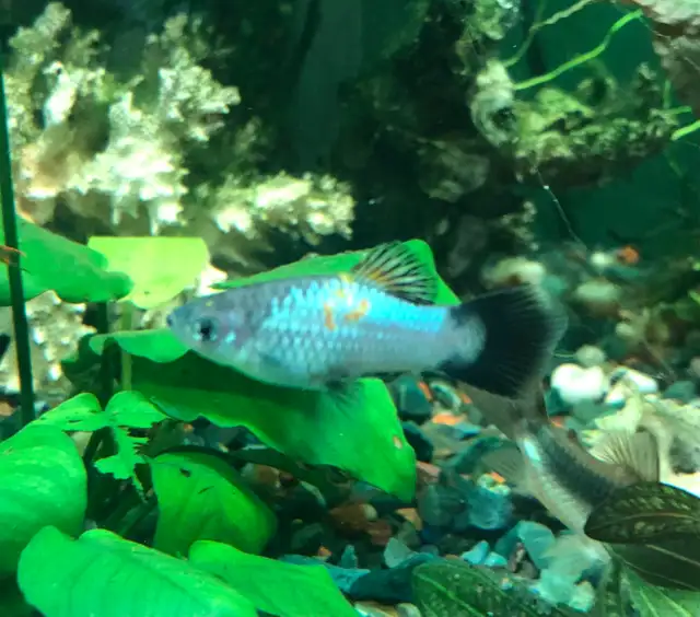poisson d’aquarium guppy, party,  écrevisse, escargot et plant - Photo 4