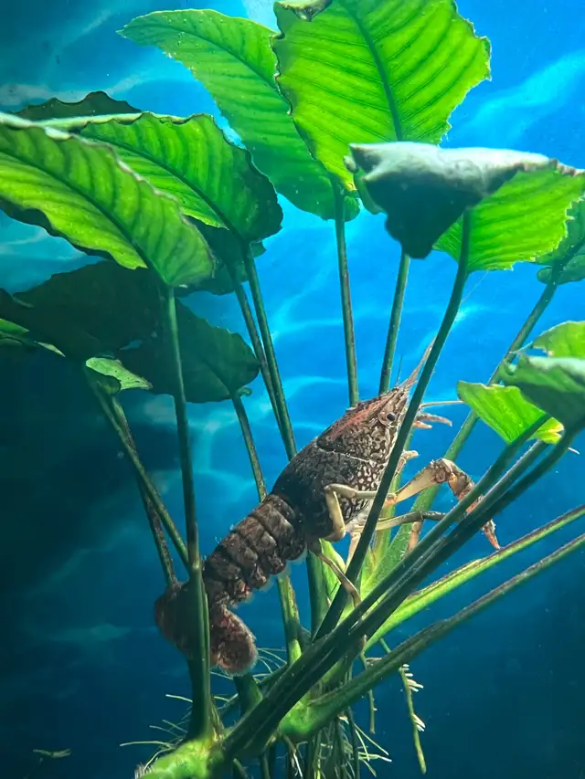 poisson d’aquarium guppy, party,  écrevisse, escargot et plant - Photo 5