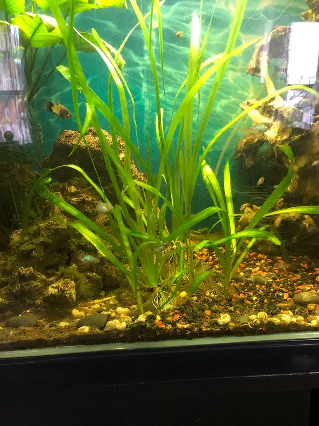 poisson d’aquarium guppy, party,  écrevisse, escargot et plant - Photo 8