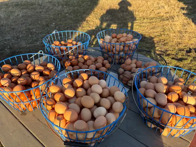 farm fresh eggs available in Edmonton