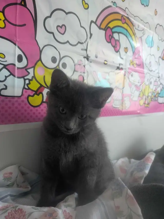 Kitten for adoption..
