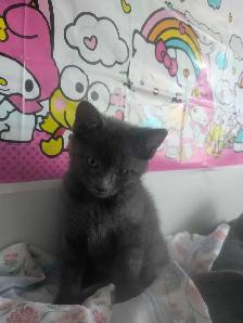Kitten for adoption..
