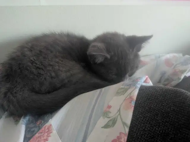 Kitten for adoption.. - Photo 2