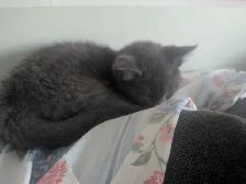 Kitten for adoption.. - Photo 2