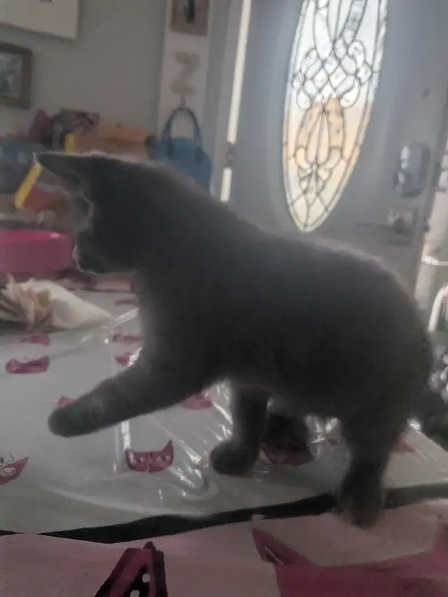 Kitten for adoption.. - Photo 3