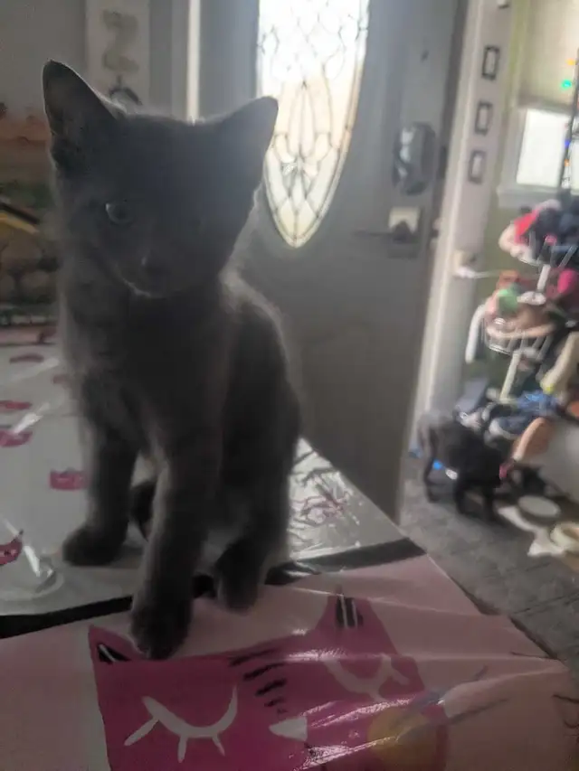 Kitten for adoption.. - Photo 4
