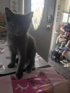 Kitten for adoption.. - Photo 4