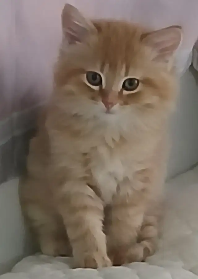 MAGNIFIQUE CHATON PERSAN CROISÉ, MÂLE DE 3 MOIS 1/2.