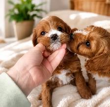 Cavapoo puppies chiot (cavalier King Charles x toy poodle)