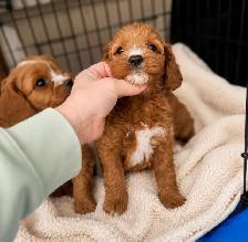 Cavapoo puppies chiot (cavalier King Charles x toy poodle) - Photo 3