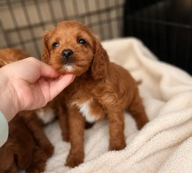 Cavapoo puppies chiot (cavalier King Charles x toy poodle) - Photo 5