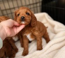 Cavapoo puppies chiot (cavalier King Charles x toy poodle) - Photo 5