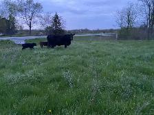 angus cow with twins