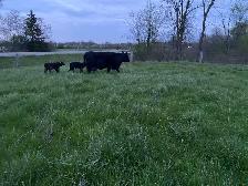 angus cow with twins - Photo 2