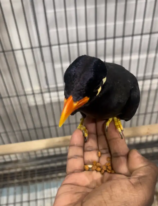 Greater Hill Mynah Bird - Photo 2